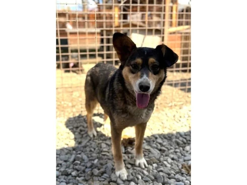 Leska *2021 – Pflegestelle oder Zuhause gesucht, tricolor female young Mixed Breed for adoption at Tierhilfe Lebenswert e.V., Oberwies