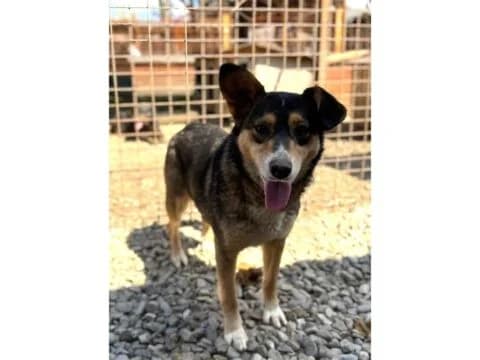 Leska *2021 – Pflegestelle oder Zuhause gesucht, tricolor female young Mixed Breed for adoption at Tierhilfe Lebenswert e.V., Oberwies