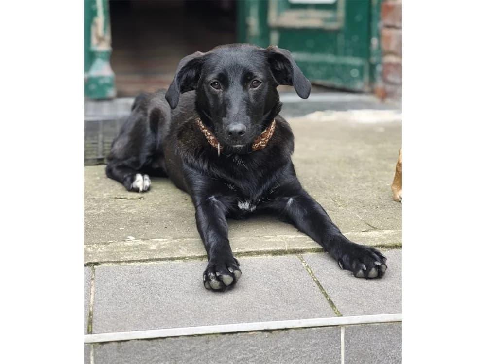 Lia2, schwarz female puppy Mixed Breed for adoption at Tierhilfe Lebenswert e.V., Oberwies