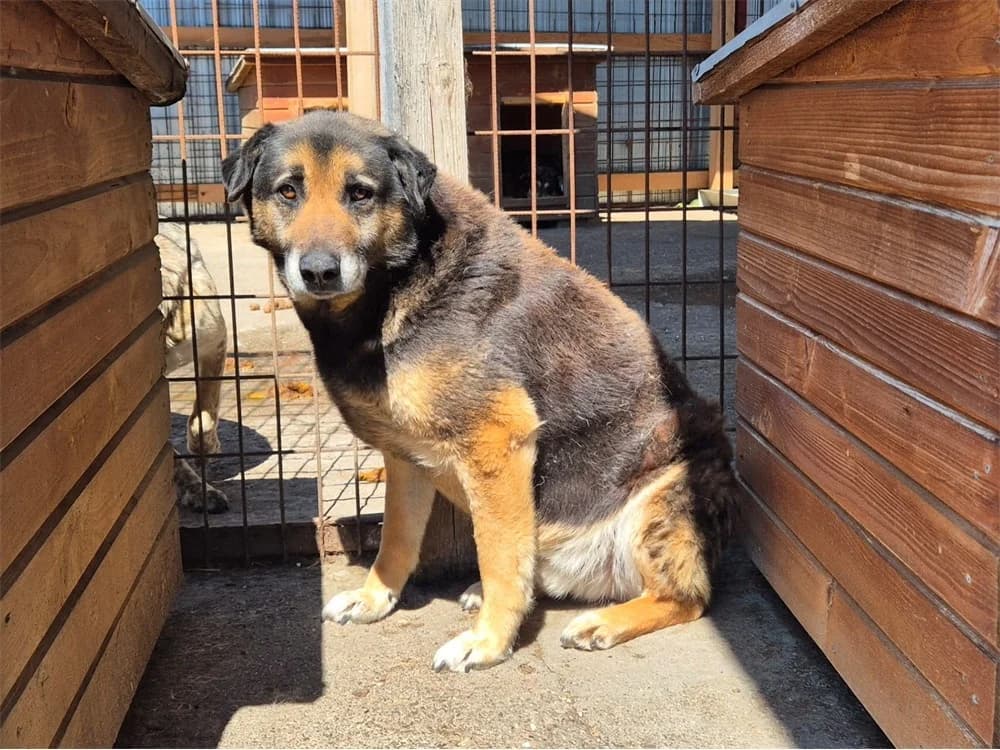 Linox *20, tricolor female puppy Mixed Breed for adoption at Tierhilfe Lebenswert e.V., Oberwies