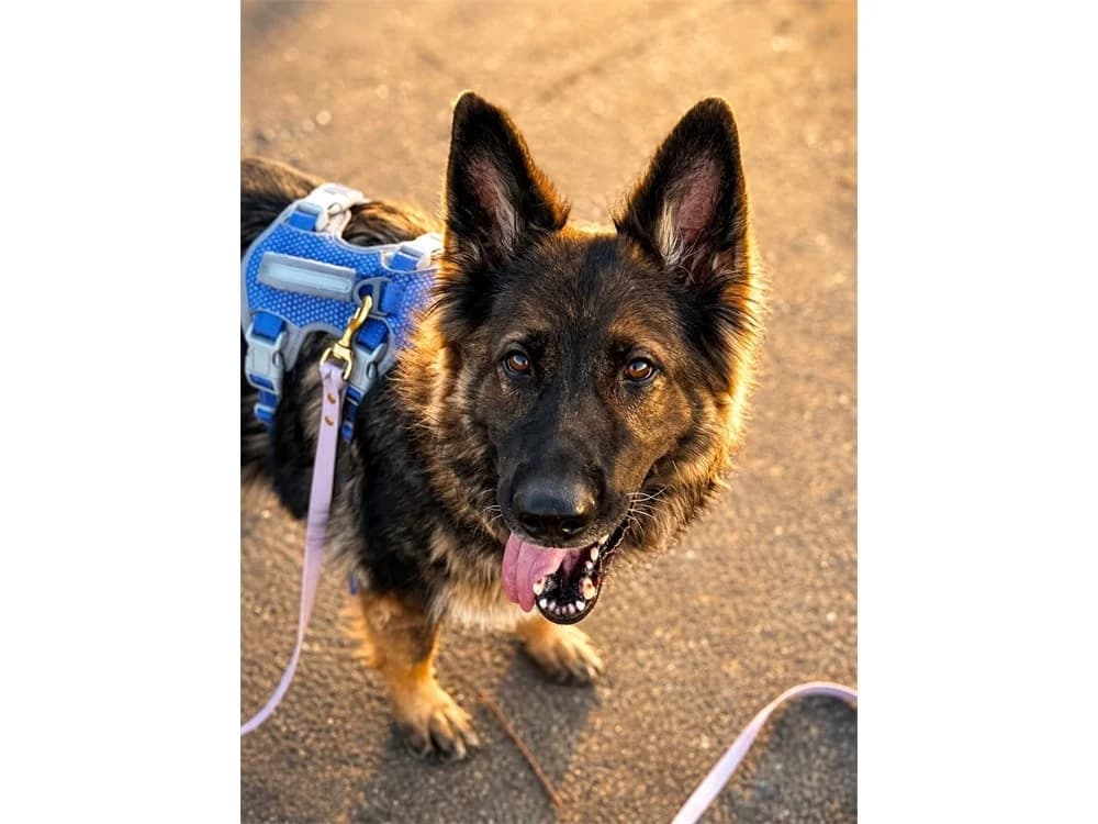 Lisa *2019 – wartet in 97993 Creglingen, braun female Mixed Breed for adoption at Tierhilfe Lebenswert e.V., Oberwies