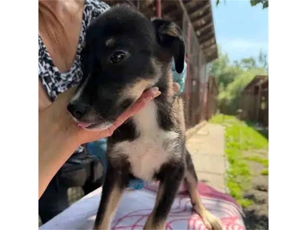 Lisbeth, schwarz female puppy Mixed Breed for adoption at Tierhilfe Lebenswert e.V., Oberwies