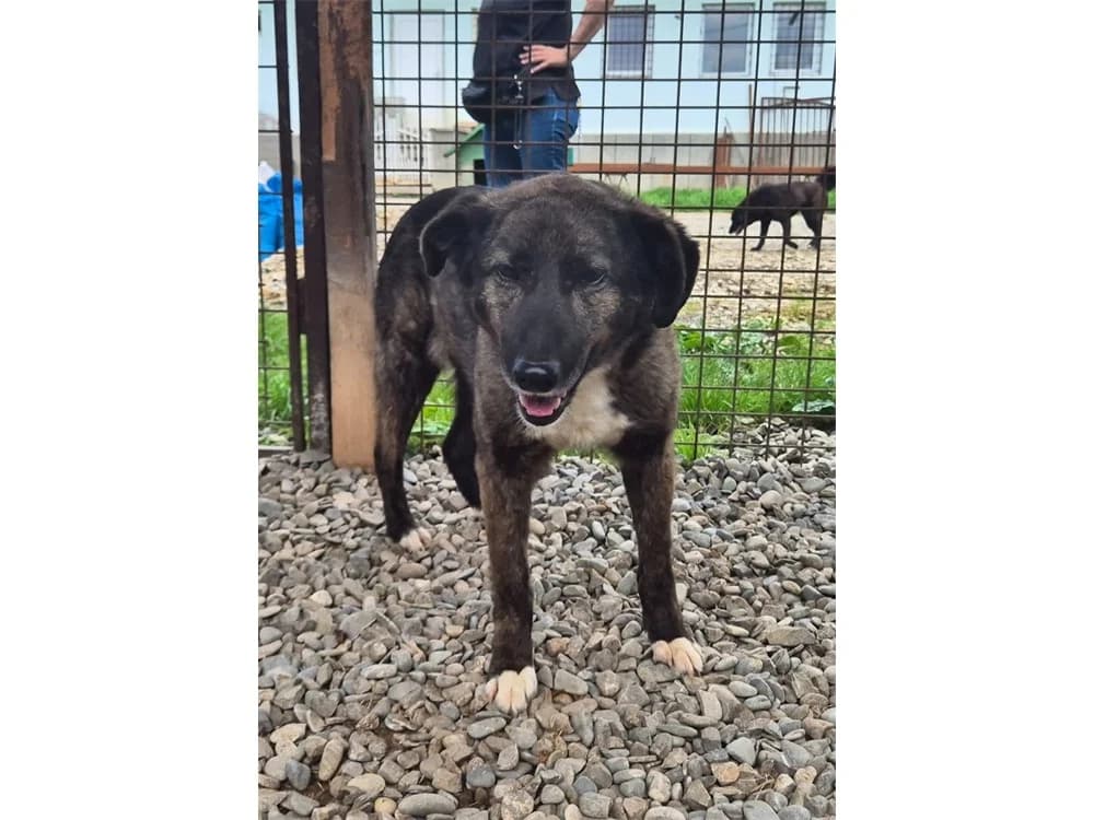 Lombado *2019 – Pflegestelle oder Zuhause gesucht, schwarz female young Mixed Breed for adoption at Tierhilfe Lebenswert e.V., Oberwies