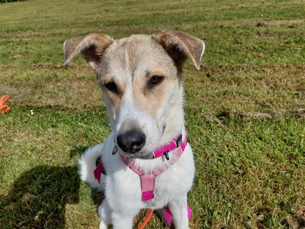 Lore, beige female young Mixed Breed for adoption at Tierhilfe Lebenswert e.V., Oberwies