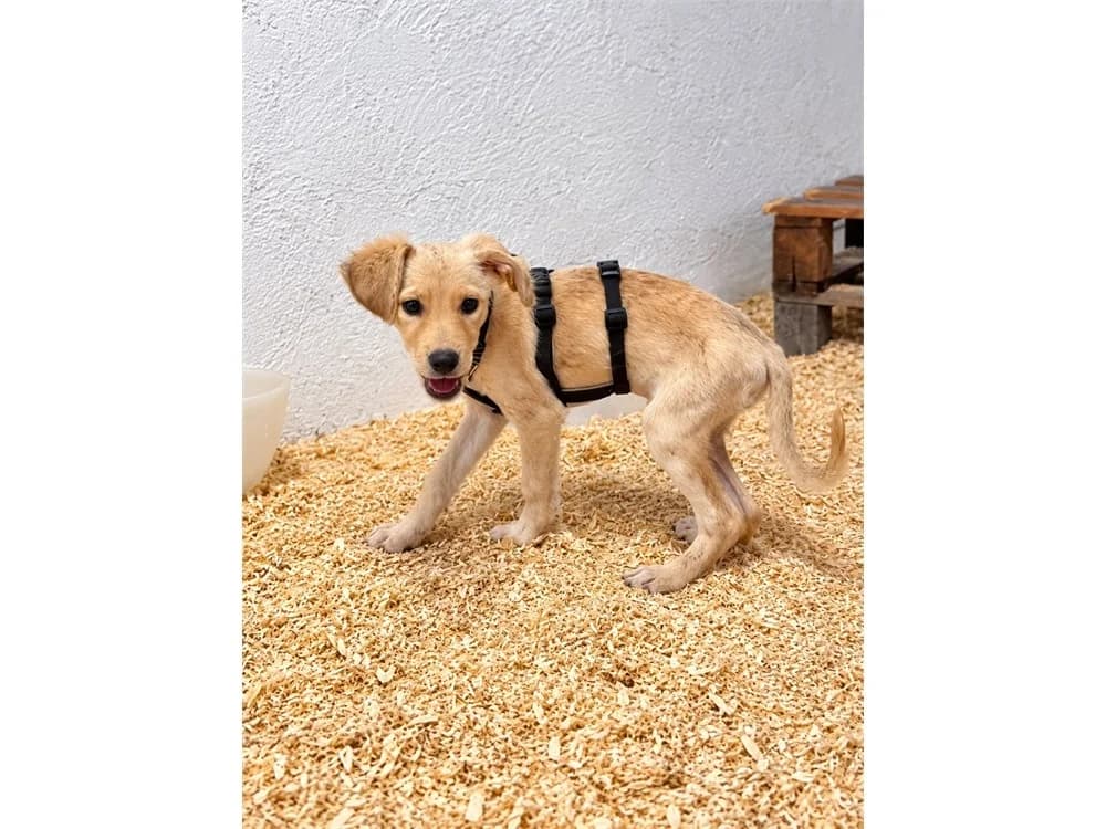 Louisa, female Mixed Breed for adoption at Tierhilfe Lebenswert e.V., Oberwies