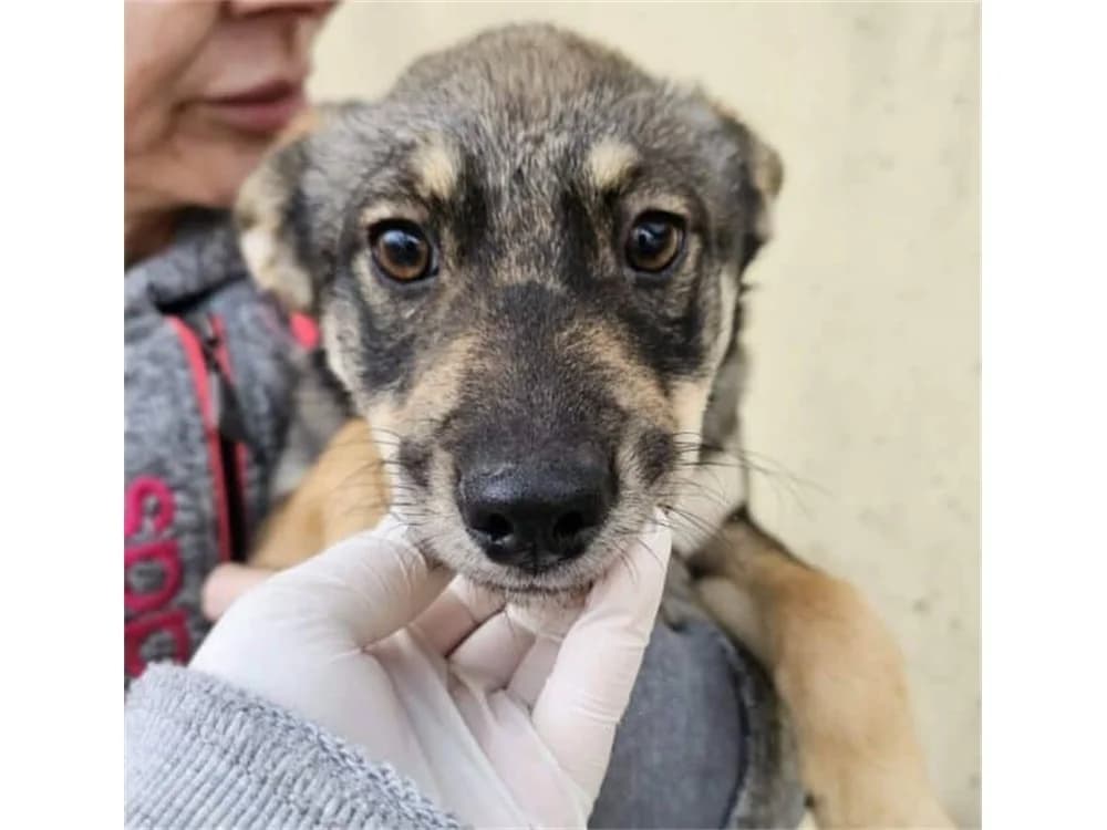 Louise, grau female young Mixed Breed for adoption at Tierhilfe Lebenswert e.V., Oberwies