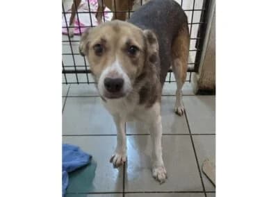 Loulou *20, braun female Mixed Breed for adoption at Tierhilfe Lebenswert e.V., Oberwies