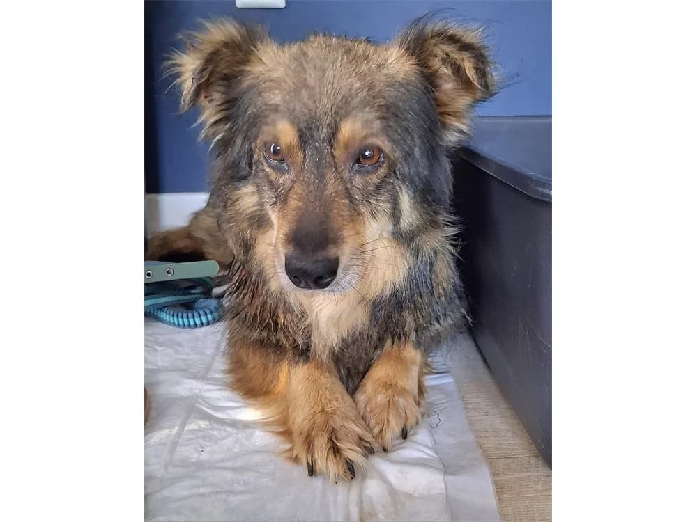 Lupinchen, schwarz female senior Mixed Breed for adoption at Tierhilfe Lebenswert e.V., Oberwies