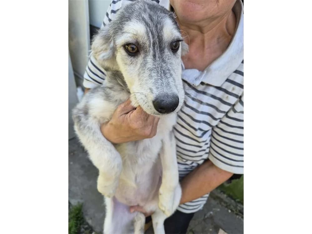 Lupinchen, grau female Mixed Breed for adoption at Tierhilfe Lebenswert e.V., Oberwies