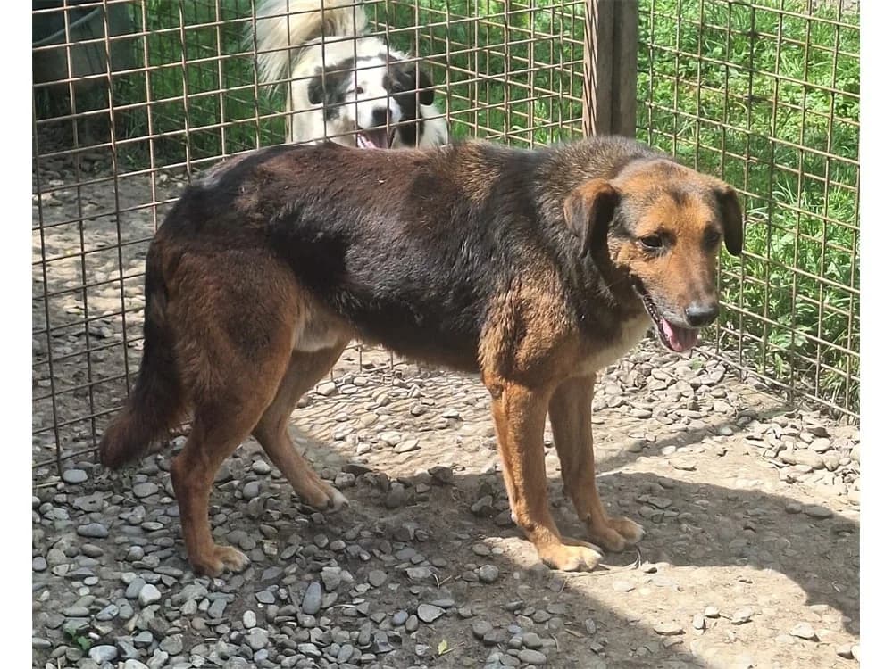 Lupus *2018 – Pflegestelle oder Zuhause gesucht, schwarz female puppy Mixed Breed for adoption at Tierhilfe Lebenswert e.V., Oberwies