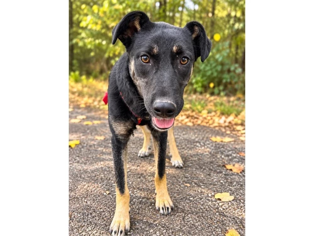 Maaya, schwarz female Mixed Breed for adoption at Tierhilfe Lebenswert e.V., Oberwies