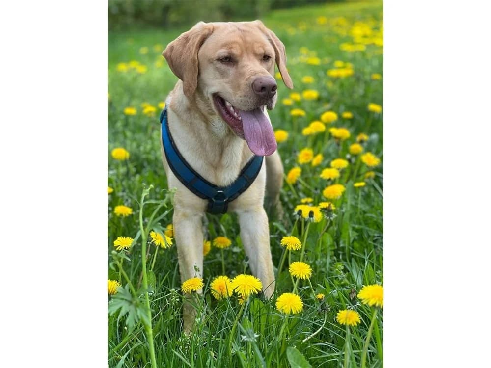 Mailo *2020, female Mixed Breed for adoption at Tierhilfe Lebenswert e.V., Oberwies