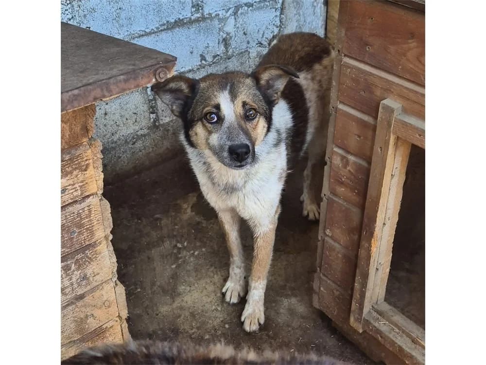 Mahalia *2020 – Pflegestelle oder Zuhause gesucht, female puppy Mixed Breed for adoption at Tierhilfe Lebenswert e.V., Oberwies