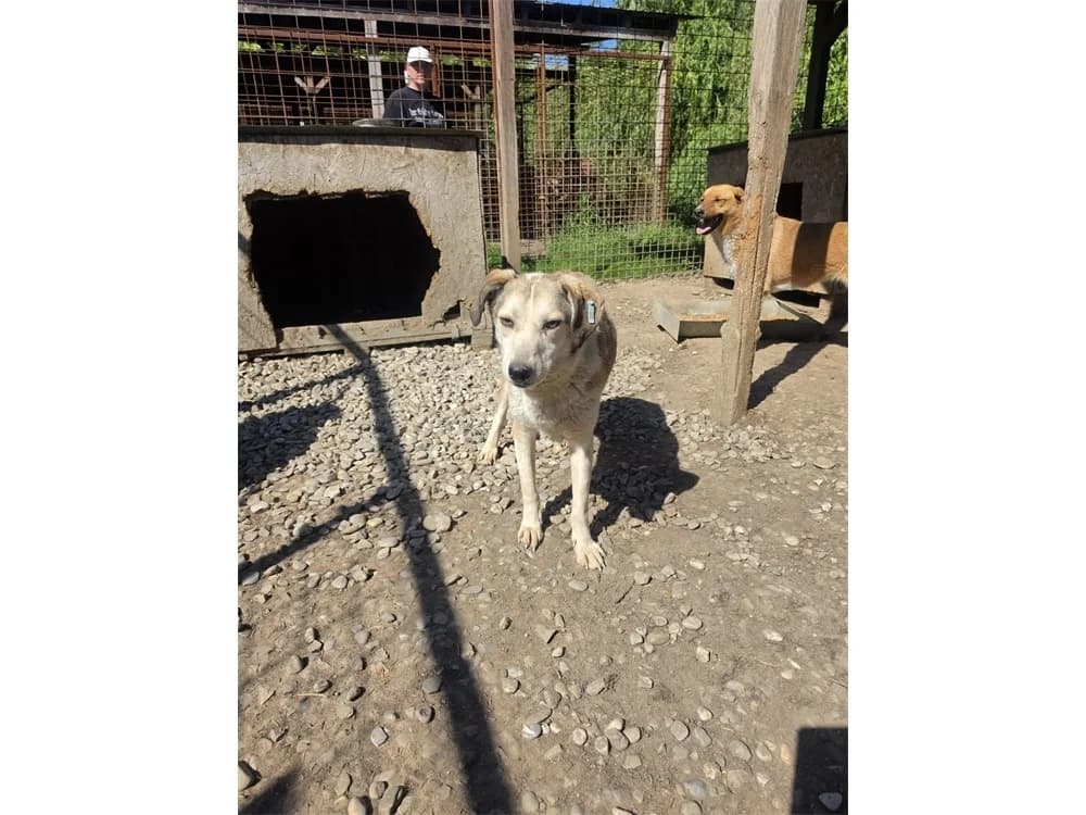 Maja, beige female 4yo Mixed Breed for adoption at Tierhilfe Lebenswert e.V., Oberwies