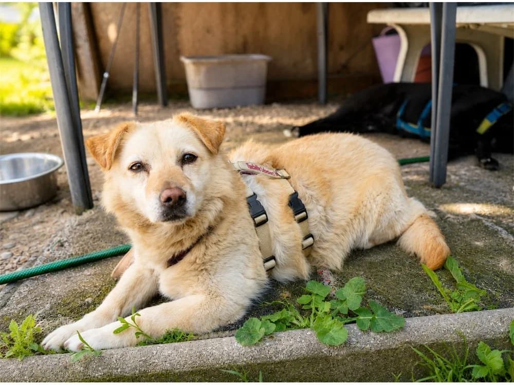Malia *2018 – wartet in 91161 Hilpoltstein, female Mixed Breed for adoption at Tierhilfe Lebenswert e.V., Oberwies