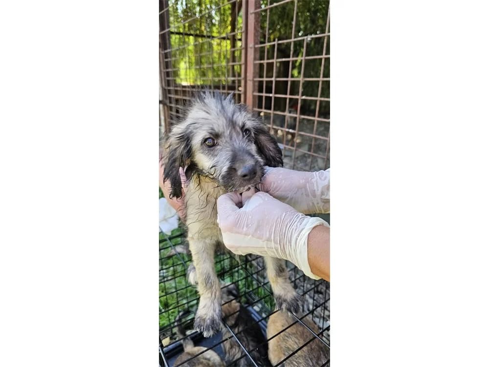 Malte, beige female Mixed Breed for adoption at Tierhilfe Lebenswert e.V., Oberwies
