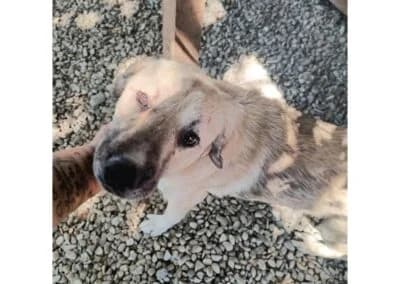 Marcino *20, beige female Mixed Breed for adoption at Tierhilfe Lebenswert e.V., Oberwies