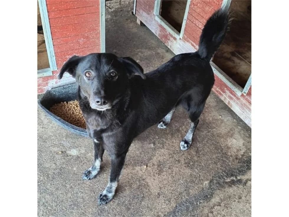 Marge – Pflegestelle oder Zuhause gesucht, schwarz female Mixed Breed for adoption at Tierhilfe Lebenswert e.V., Oberwies