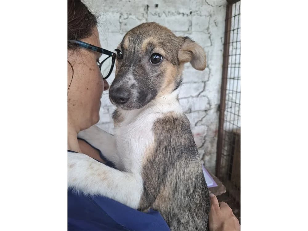 Mary, beige female puppy Mixed Breed for adoption at Tierhilfe Lebenswert e.V., Oberwies