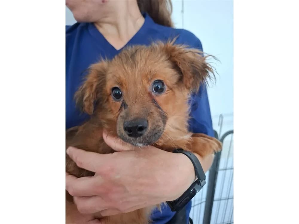 Matjes, braun female young Mixed Breed for adoption at Tierhilfe Lebenswert e.V., Oberwies