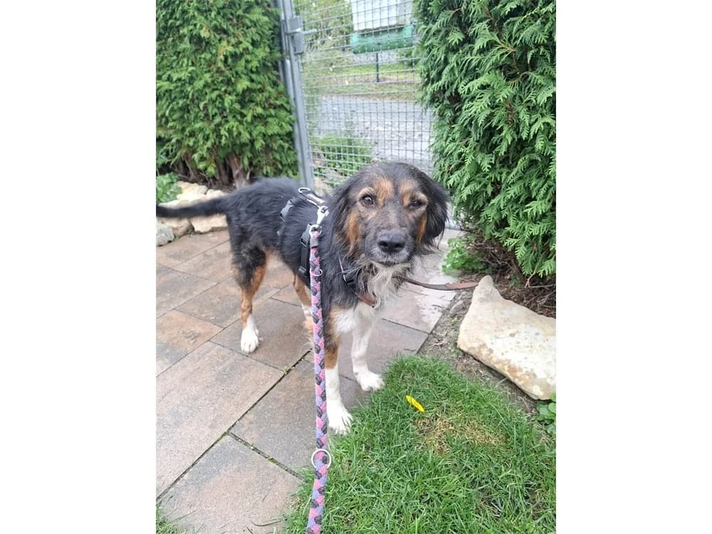 Maureen *2022 – noch nicht in der Vermittlung, tricolor female Mixed Breed for adoption at Tierhilfe Lebenswert e.V., Oberwies
