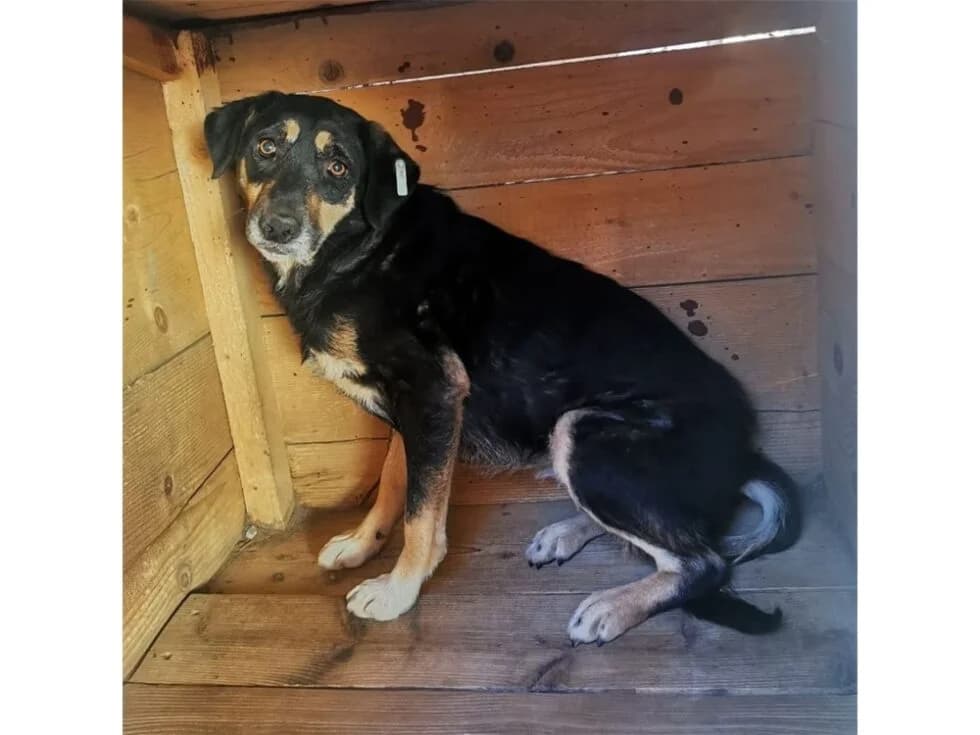 Melina, schwarz female 4yo Mixed Breed for adoption at Tierhilfe Lebenswert e.V., Oberwies