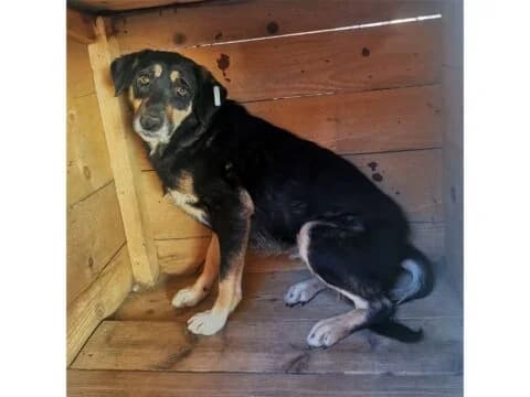 Melina, schwarz female 4yo Mixed Breed for adoption at Tierhilfe Lebenswert e.V., Oberwies