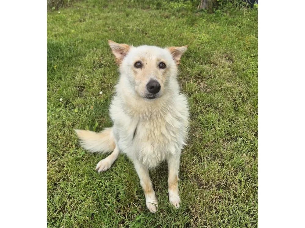 Melinda *2018 – noch nicht in der Vermittlung, female Mixed Breed for adoption at Tierhilfe Lebenswert e.V., Oberwies