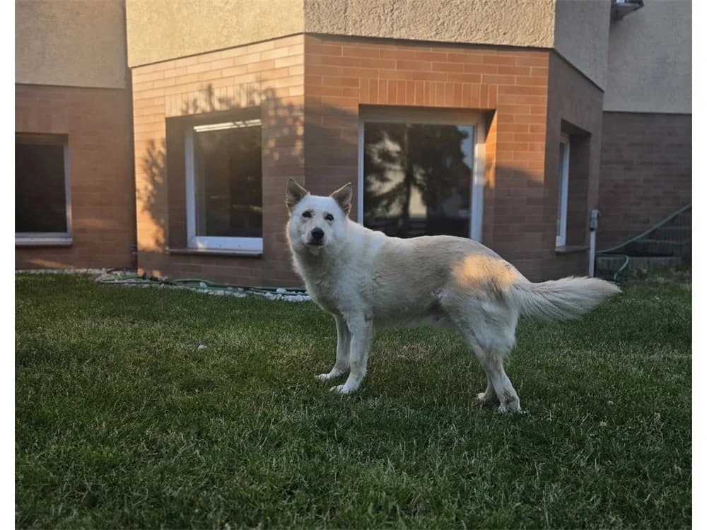 Melinda, female senior Mixed Breed for adoption at Tierhilfe Lebenswert e.V., Oberwies