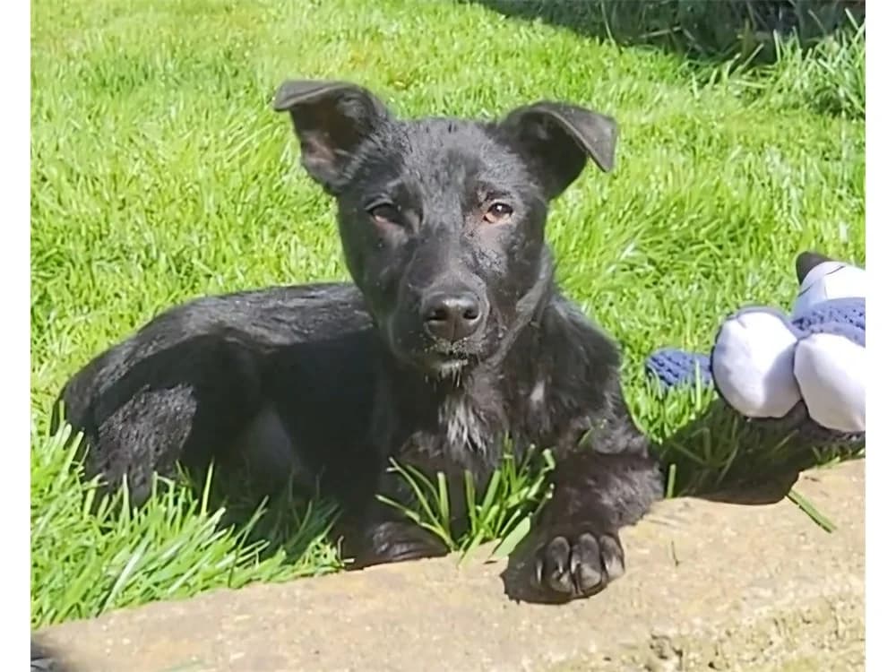 Michel, schwarz female young Mixed Breed for adoption at Tierhilfe Lebenswert e.V., Oberwies