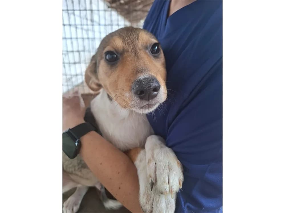 Mick, braun female puppy Mixed Breed for adoption at Tierhilfe Lebenswert e.V., Oberwies