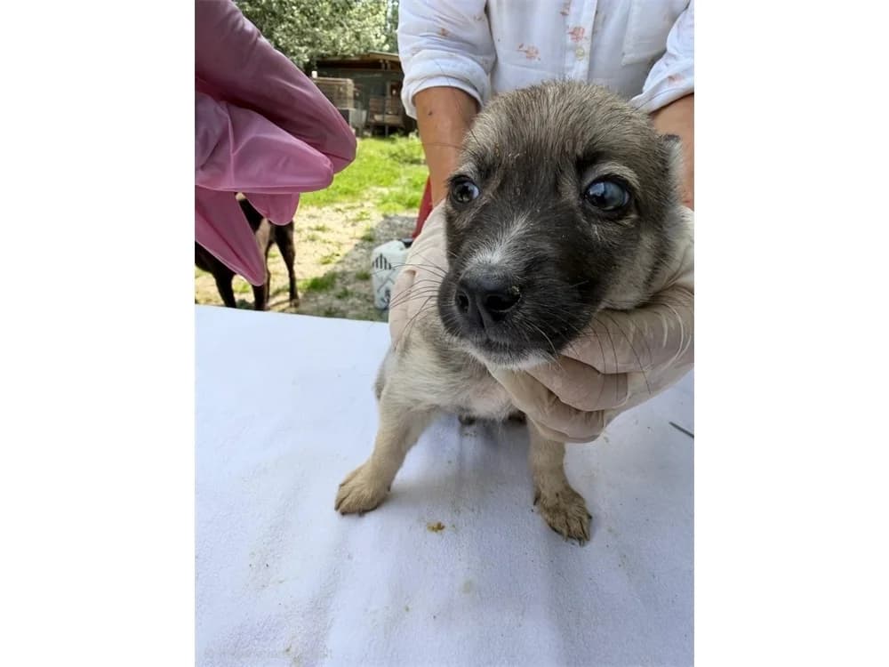 Minion, beige female Mixed Breed for adoption at Tierhilfe Lebenswert e.V., Oberwies