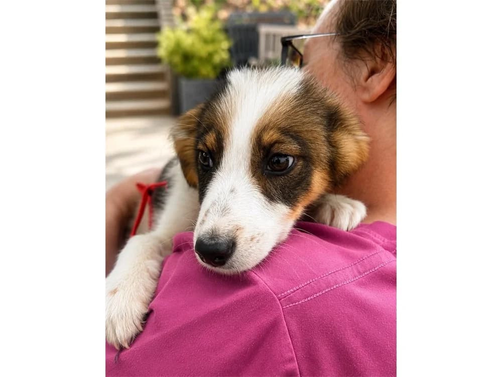 Minnie, tricolor female Mixed Breed for adoption at Tierhilfe Lebenswert e.V., Oberwies