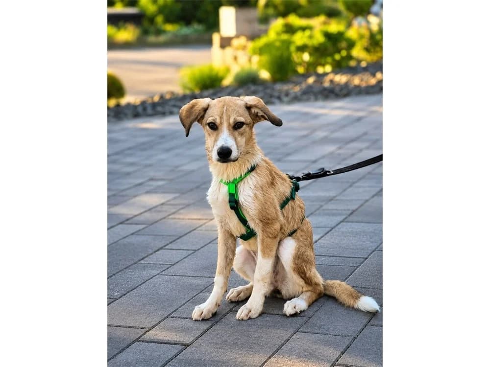 Mira, beige female Mixed Breed for adoption at Tierhilfe Lebenswert e.V., Oberwies