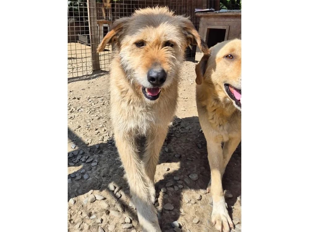 Moh *2020 – Pflegestelle oder Zuhause gesucht, beige female puppy Mixed Breed for adoption at Tierhilfe Lebenswert e.V., Oberwies