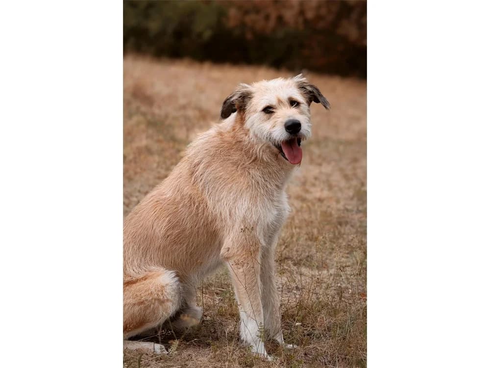 Moh *2020 – wartet in 65321 Heidenrod, beige female Mixed Breed for adoption at Tierhilfe Lebenswert e.V., Oberwies