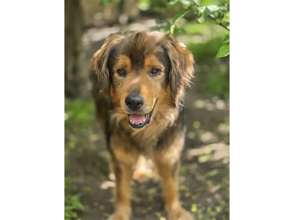 Moody *2020 – Pflegestelle oder Zuhause gesucht, braun female Mixed Breed for adoption at Tierhilfe Lebenswert e.V., Oberwies