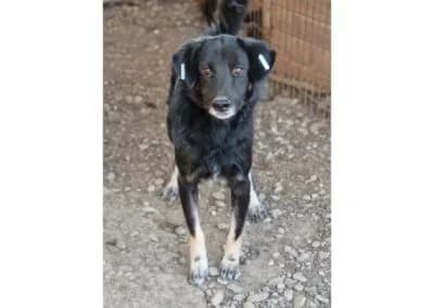 Moonshine – Pflegestelle oder Zuhause gesucht, schwarz female young Mixed Breed for adoption at Tierhilfe Lebenswert e.V., Oberwies