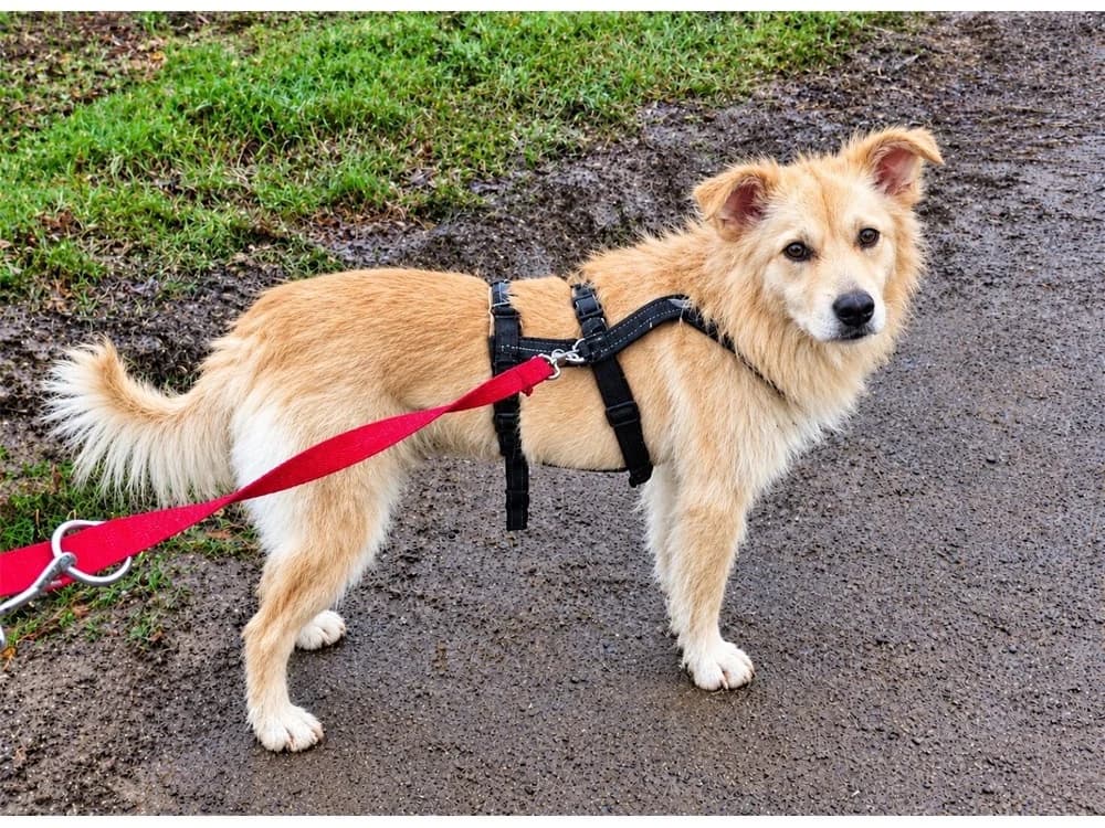 Mounty, beige female young Mixed Breed for adoption at Tierhilfe Lebenswert e.V., Oberwies
