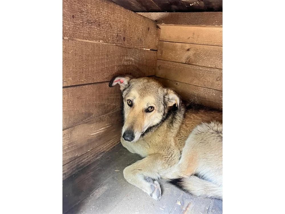 Naala *2023 – dringend Pflegestelle oder Zuhause gesucht, beige female Mixed Breed for adoption at Tierhilfe Lebenswert e.V., Oberwies