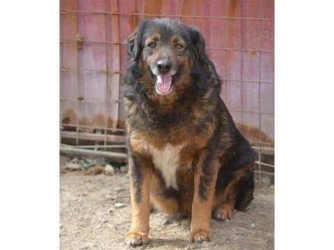 Nalani *2017 – Pflegestelle oder Zuhause gesucht, braun female young Mixed Breed for adoption at Tierhilfe Lebenswert e.V., Oberwies