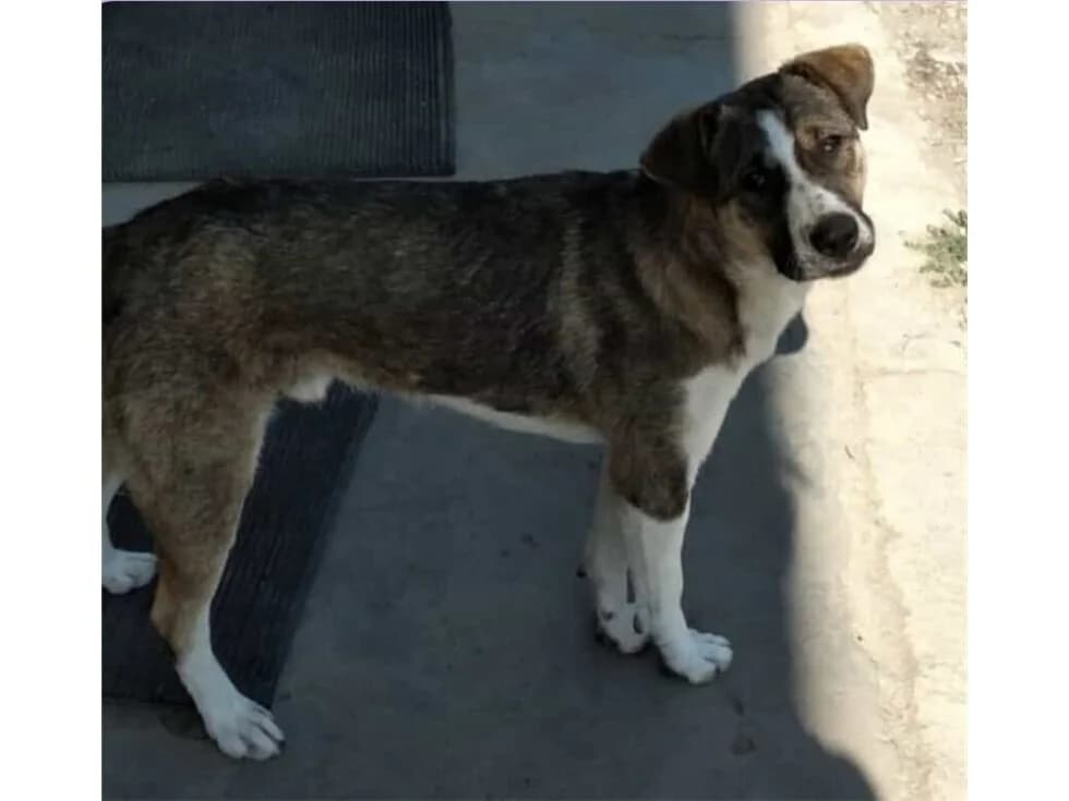 Neero *2023 – Pflegestelle oder Zuhause gesucht, braun female Mixed Breed for adoption at Tierhilfe Lebenswert e.V., Oberwies