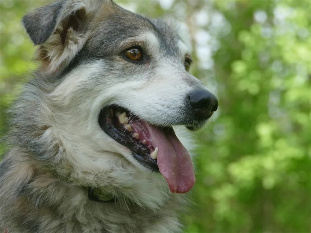Niko, grau female 6yo Mixed Breed for adoption at Tierhilfe Lebenswert e.V., Oberwies