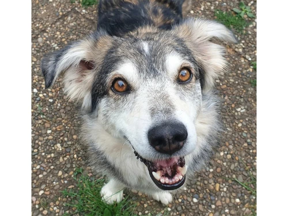 Niko, grau female 6yo Mixed Breed for adoption at Tierhilfe Lebenswert e.V., Oberwies