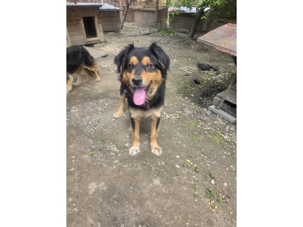 Noah *2020 – Pflegestelle oder Zuhause gesucht, tricolor female Mixed Breed for adoption at Tierhilfe Lebenswert e.V., Oberwies
