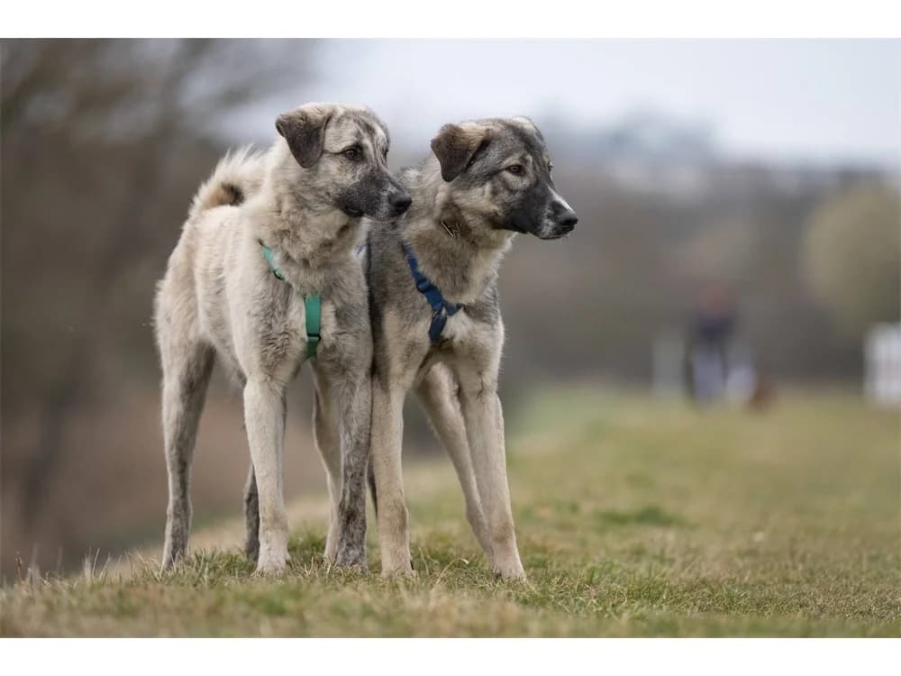 Nocci und Arlo – warten in 99427 Weimar, grau female young Mixed Breed for adoption at Tierhilfe Lebenswert e.V., Oberwies