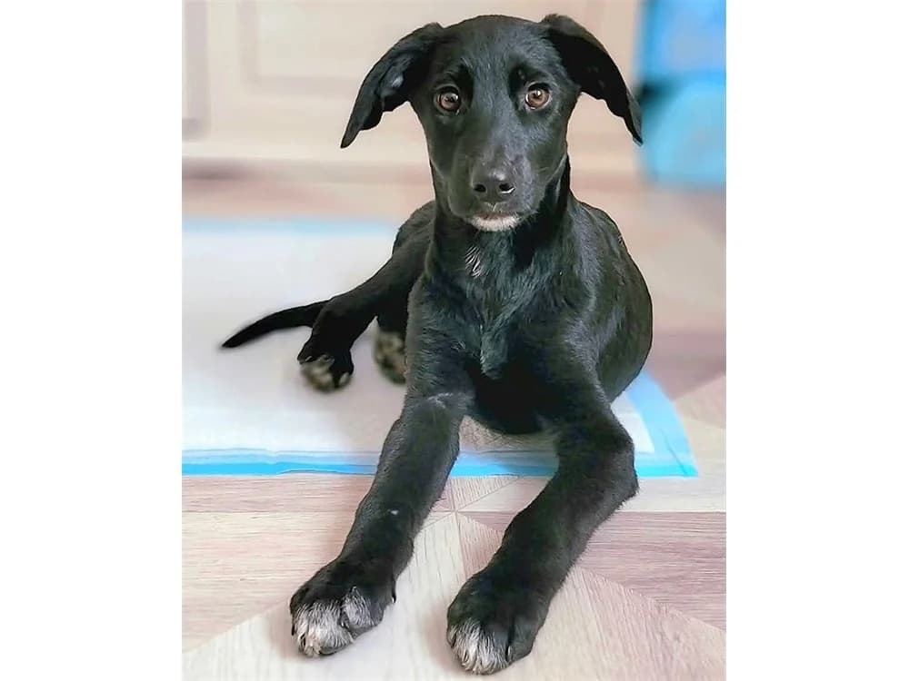 Orson, schwarz female Mixed Breed for adoption at Tierhilfe Lebenswert e.V., Oberwies