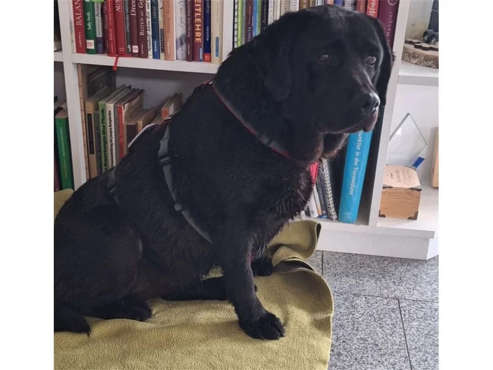 Oswina *20, schwarz female Mixed Breed for adoption at Tierhilfe Lebenswert e.V., Oberwies