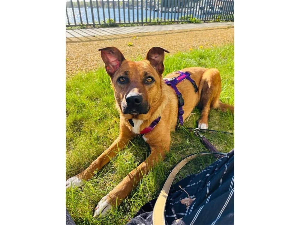 Panacotta *2023 – noch nicht in der Vermittlung!, braun female Mixed Breed for adoption at Tierhilfe Lebenswert e.V., Oberwies