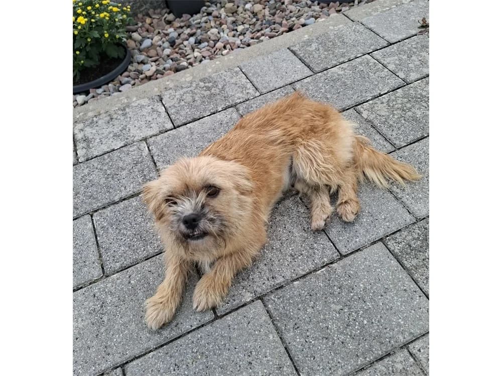 Paula *2025 – noch nicht in der Vermittlung, beige female Mixed Breed for adoption at Tierhilfe Lebenswert e.V., Oberwies